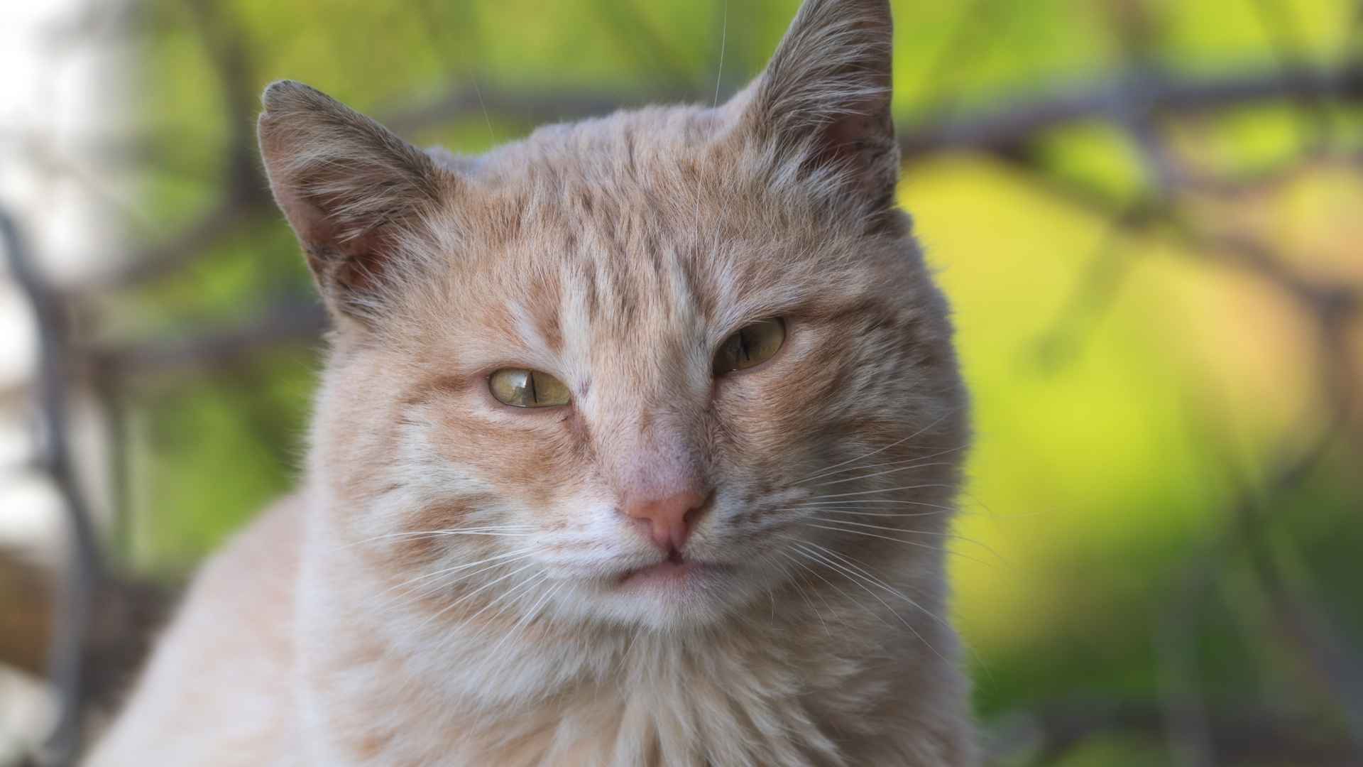Imágenes gatos con síndrome de down